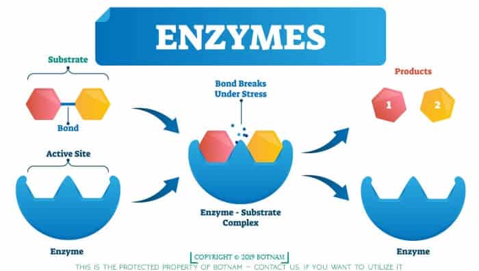 which of the following statements about enzymes are true?