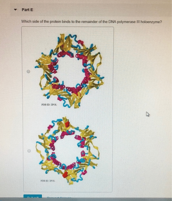 which side of the protein binds to the remainder of the dna polymerase iii holoenzyme?