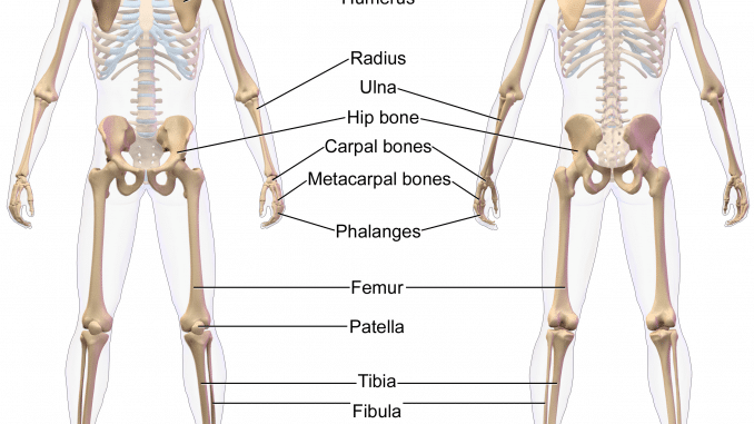 Appendicular Skeleton quiz
