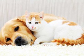 Is A Cat Or Dog Better For Me Quiz