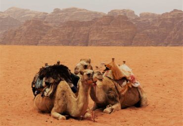 How many camels am i worth