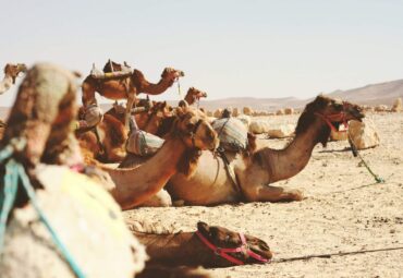 How Many Camels Is My Boyfriend Worth?