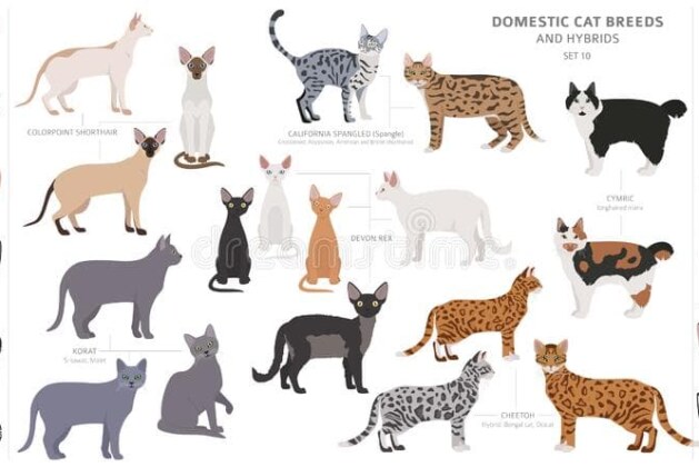 Which Cat Should I Get?