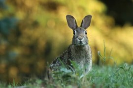 Does My Rabbit Love Me Quiz