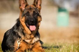 Is A German Shepherd A Good Dog For Me Quiz?