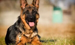 Is A German Shepherd A Good Dog For Me Quiz?