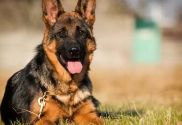 Is A German Shepherd A Good Dog For Me?
