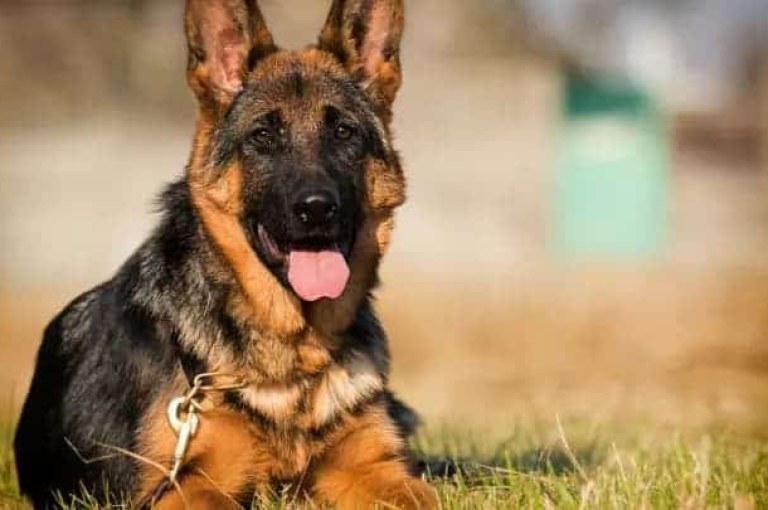 Is A German Shepherd A Good Dog For Me Quiz?