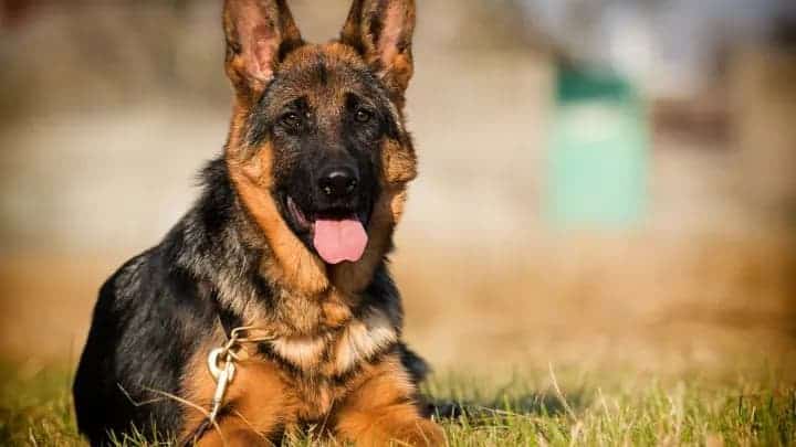 Is A German Shepherd A Good Dog For Me?