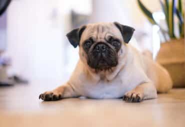 Is A Pug The Right Dog For Me?