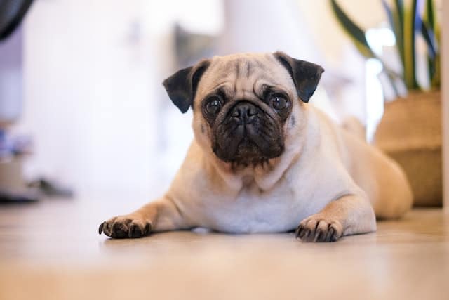 Is A Pug The Right Dog For Me?